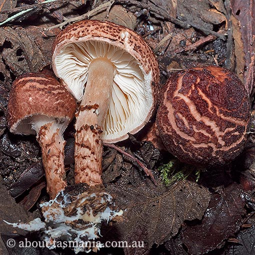 Lepiota haemorrhagica group, Tasmania, fungi
