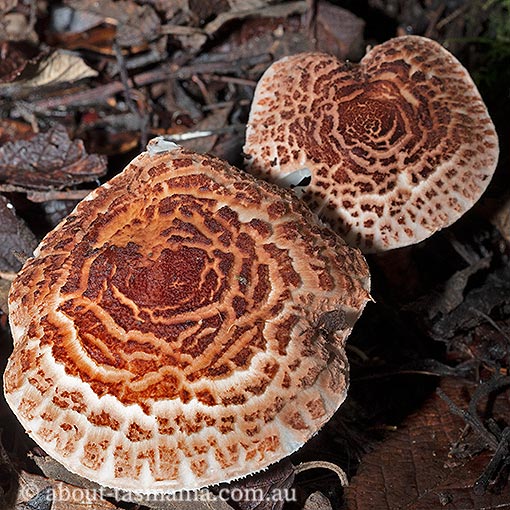 Lepiota haemorrhagica group, Tasmania, fungi
