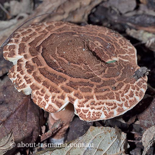 Lepiota haemorrhagica group, Tasmania, fungi