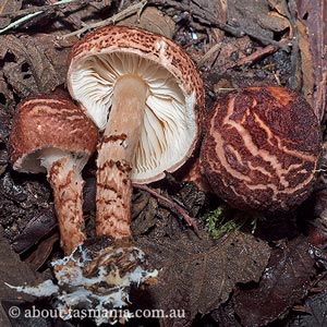 Lepiota haemorrhagica group