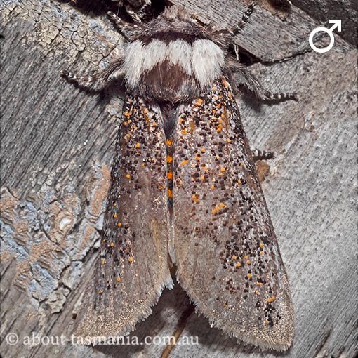 Oenosandra boisduvalii, Boisduval's Autumn Moth, Oenosandridae, Tasmania