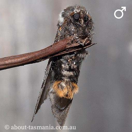Oenosandra boisduvalii, Boisduval's Autumn Moth, Oenosandridae, Tasmania