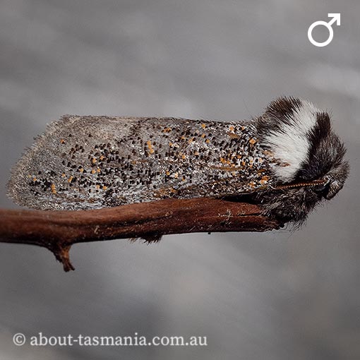 Oenosandra boisduvalii, Boisduval's Autumn Moth, Oenosandridae, Tasmania