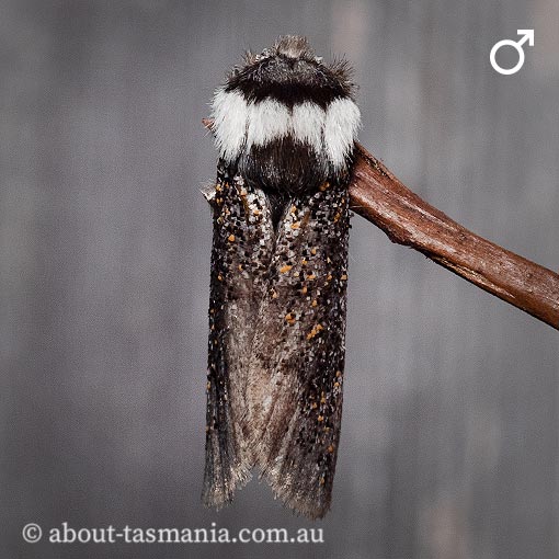 Oenosandra boisduvalii, Boisduval's Autumn Moth, Oenosandridae, Tasmania