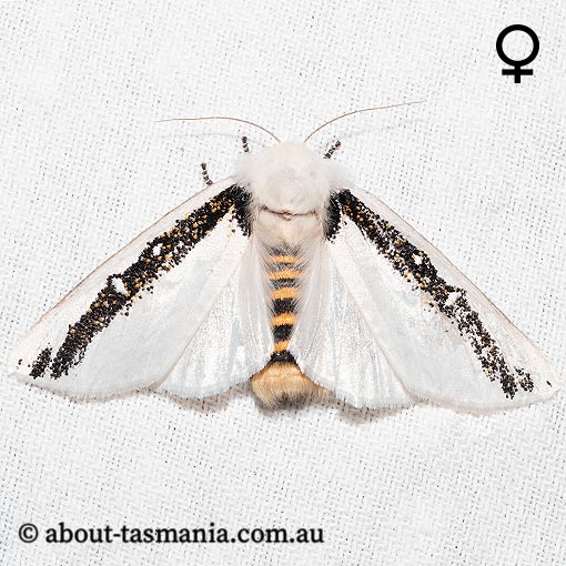 Oenosandra boisduvalii, Boisduval's Autumn Moth, Oenosandridae, Tasmania