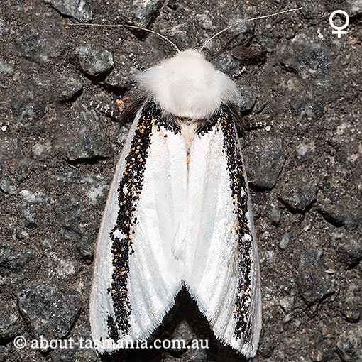 Oenosandra boisduvalii, Boisduval's Autumn Moth, Oenosandridae, Tasmania
