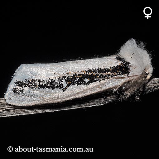 Oenosandra boisduvalii, Boisduval's Autumn Moth, Oenosandridae, Tasmania