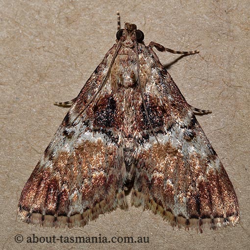 Orthaga thyrisalis, teatree web moth, Pyralidae