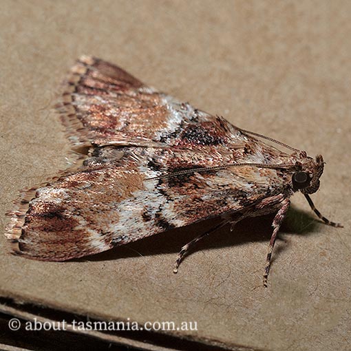 Orthaga thyrisalis, teatree web moth, Pyralidae