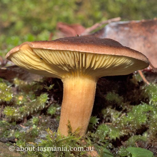 Phylloporus rhodoxanthus, Tasmania, fungi
