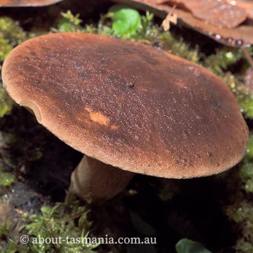 Phylloporus rhodoxanthus, Tasmania, fungi