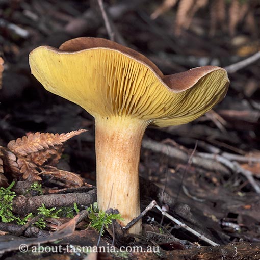 Phylloporus rhodoxanthus, Tasmania, fungi