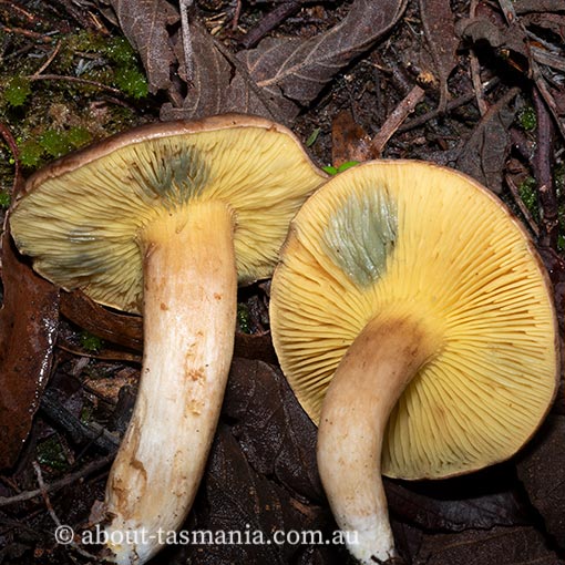 Phylloporus rhodoxanthus, Tasmania, fungi