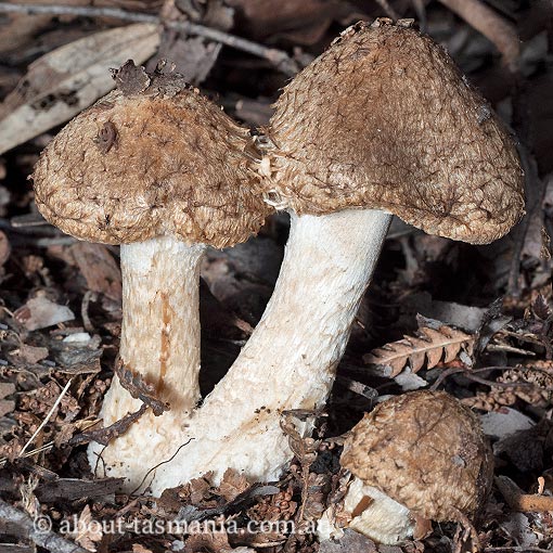 Lacrymaria asperospora, Psathyrella asperospora, Tasmania, fungi