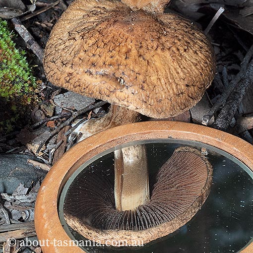 Lacrymaria asperospora, Psathyrella asperospora, Tasmania, fungi