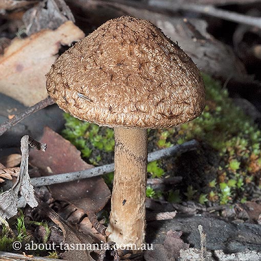 Lacrymaria asperospora, Psathyrella asperospora, Tasmania, fungi