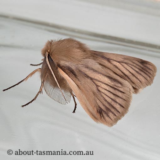 Pterolocera sp., Anthelidae, Tasmania, moth