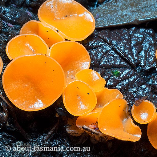 Pulvinula archeri, Tasmania, fungi