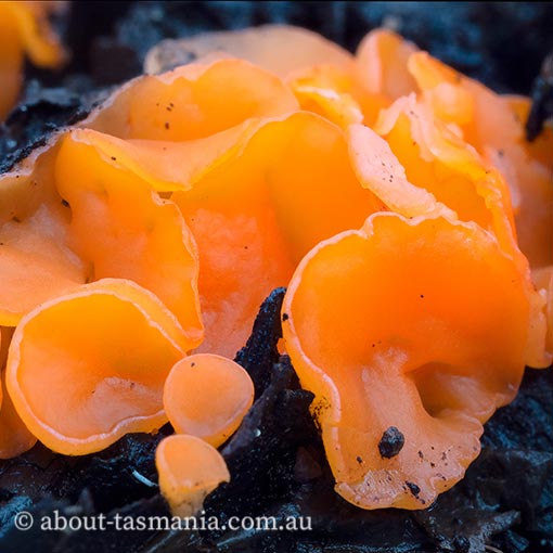 Pulvinula archeri, Tasmania, fungi