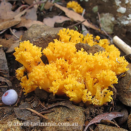 Ramaria capitata, Tasmania