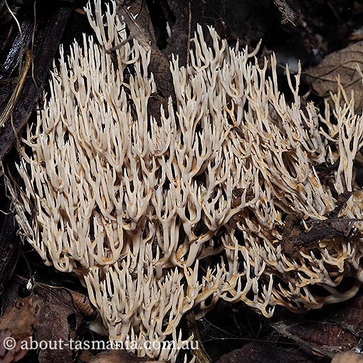 Ramaria filicicola, Tasmania, fungi