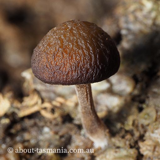 Simocybe phlebophora, Tasmania, fungi