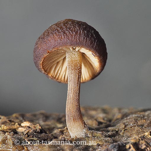 Simocybe phlebophora, Tasmania, fungi