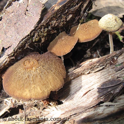 Simocybe phlebophora, Tasmania, fungi