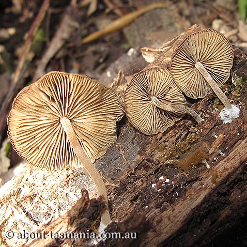 Simocybe phlebophora, Tasmania, fungi