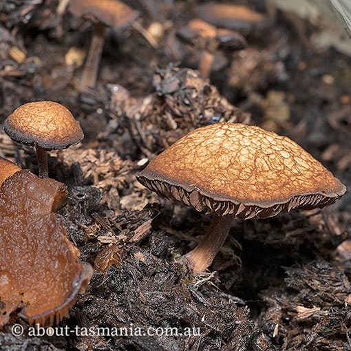 Simocybe phlebophora, Tasmania, fungi