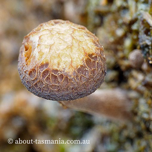 Simocybe phlebophora, Tasmania, fungi