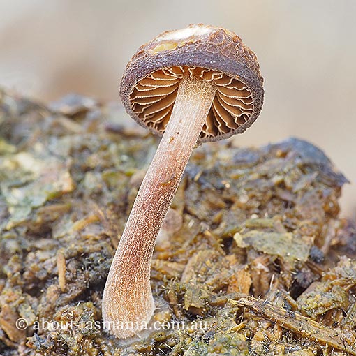 Simocybe phlebophora, Tasmania, fungi
