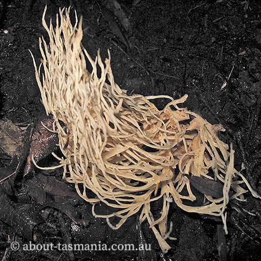 Tremellodendropsis pusio, Tasmania, fungi