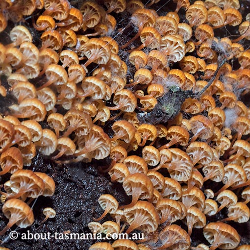 Xeromphalina leonina