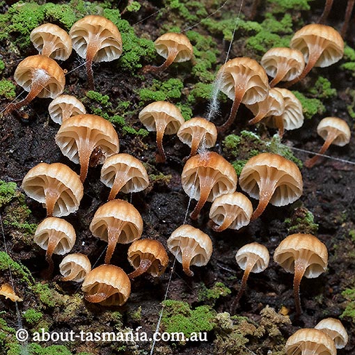 Xeromphalina leonina