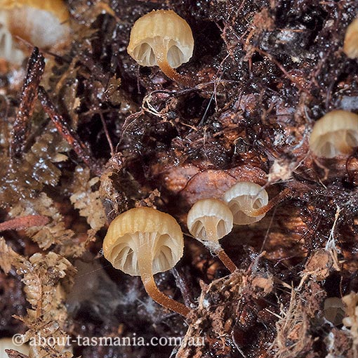 Xeromphalina leonina