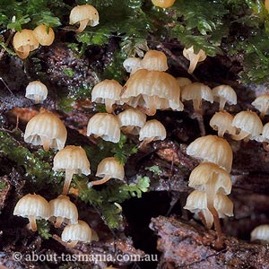 Xeromphalina leonina