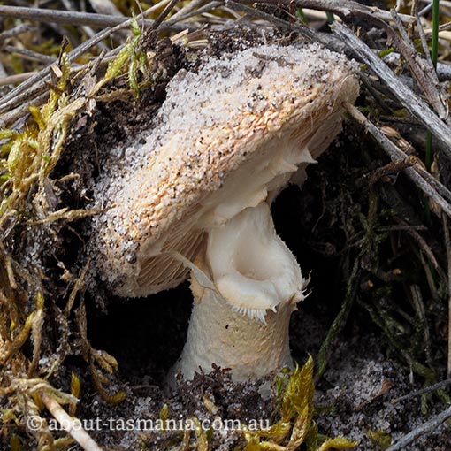 Amanita rosea, Tasmania, fungi