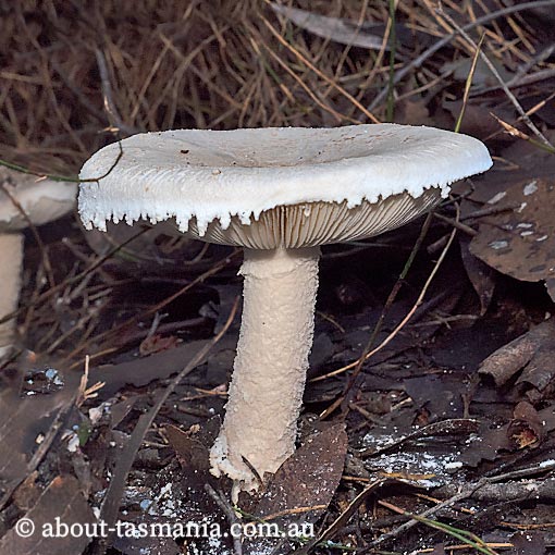 Amanita pagetodes, Tasmania, fungi