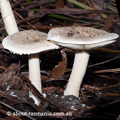 Amanita pagetodes, Tasmania, fungi