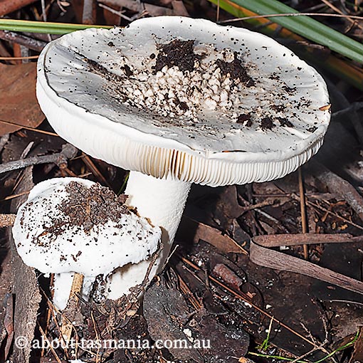 Amanita pagetodes, Tasmania, fungi