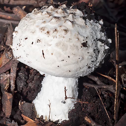 Amanita pagetodes, Tasmania, fungi
