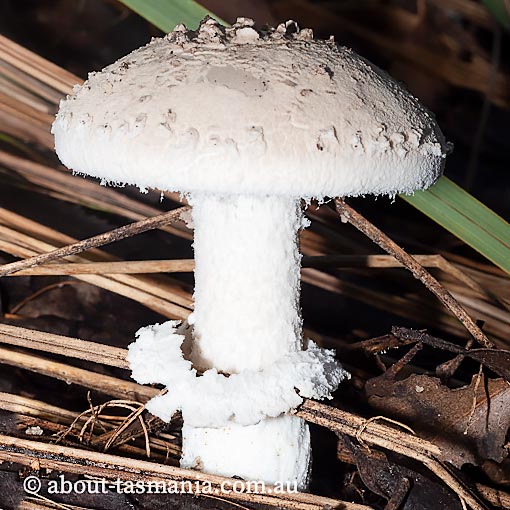 Amanita pagetodes, Tasmania, fungi