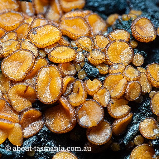 Anthracobia muelleri, Tasmania, fungi