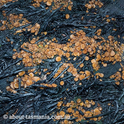 Anthracobia muelleri, Tasmania, fungi