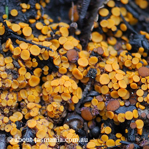 Anthracobia muelleri, Tasmania, fungi