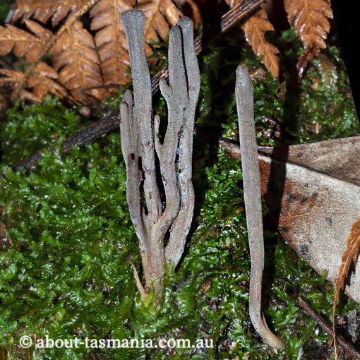Clavulina tasmanica, Tasmania, fungi