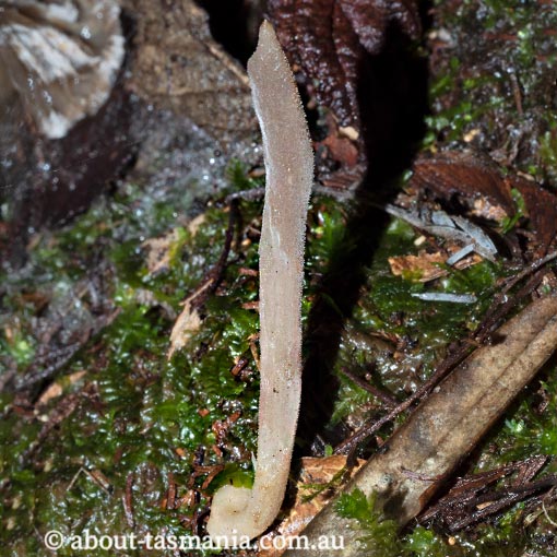 Clavulina tasmanica, Tasmania, fungi