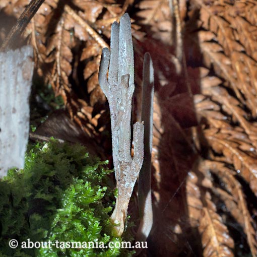 Clavulina tasmanica, Tasmania, fungi