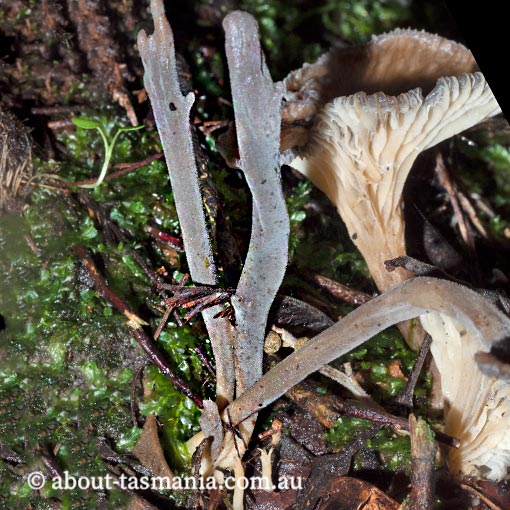 Clavulina tasmanica, Tasmania, fungi
